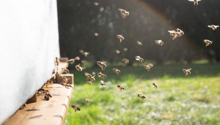 Bees entering a hive
