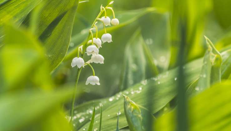 Forge-&-Fern_Journal_Hello_Flora