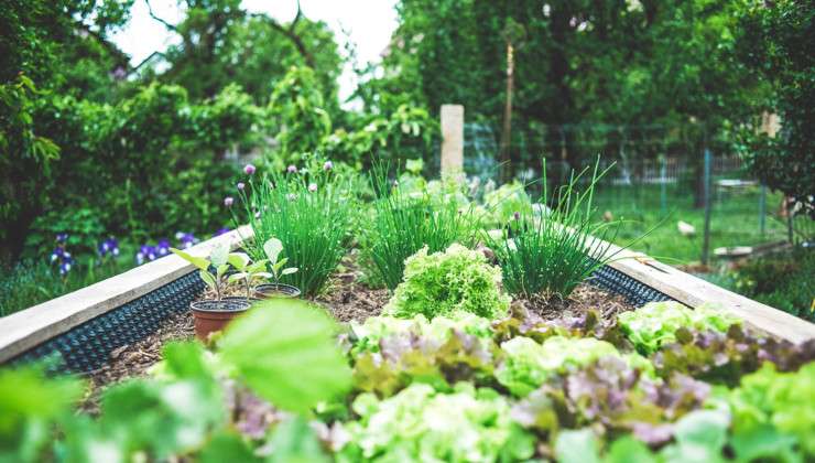 Forge-&-Fern_Journal_Hello_Herb-garden