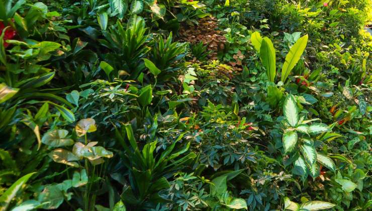 Forge-&-Fern_Journal_Hello_Living-wall
