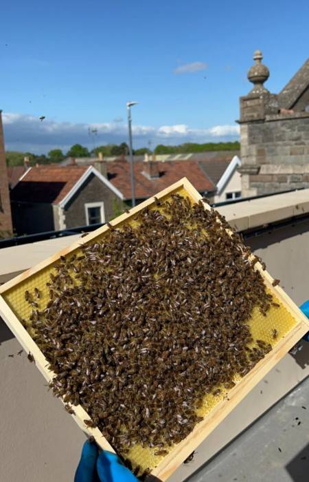 F&F_bees-pic