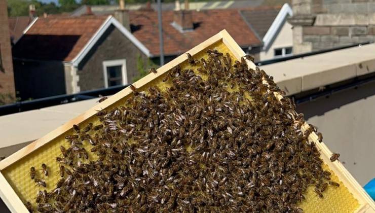 F&F_bees-pic